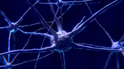 Nerve Cells 2213009 1920