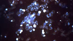 Courtesy of CDC Courtesy of CDC