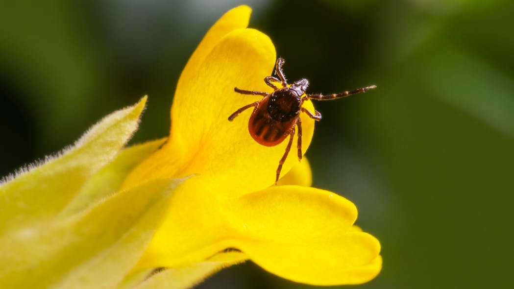 Ticks survive for 27 years in entomologist’s lab Healthcare
