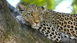 Leopard Gd12fd3767 1920 62263f4d9f58b Leopard Gd12fd3767 1920 62263f4d9f58b