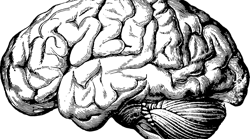 Brain G3c6f28c28 1280