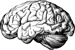 Brain G3c6f28c28 1280 6234ab4f77b04 Brain G3c6f28c28 1280 6234ab4f77b04