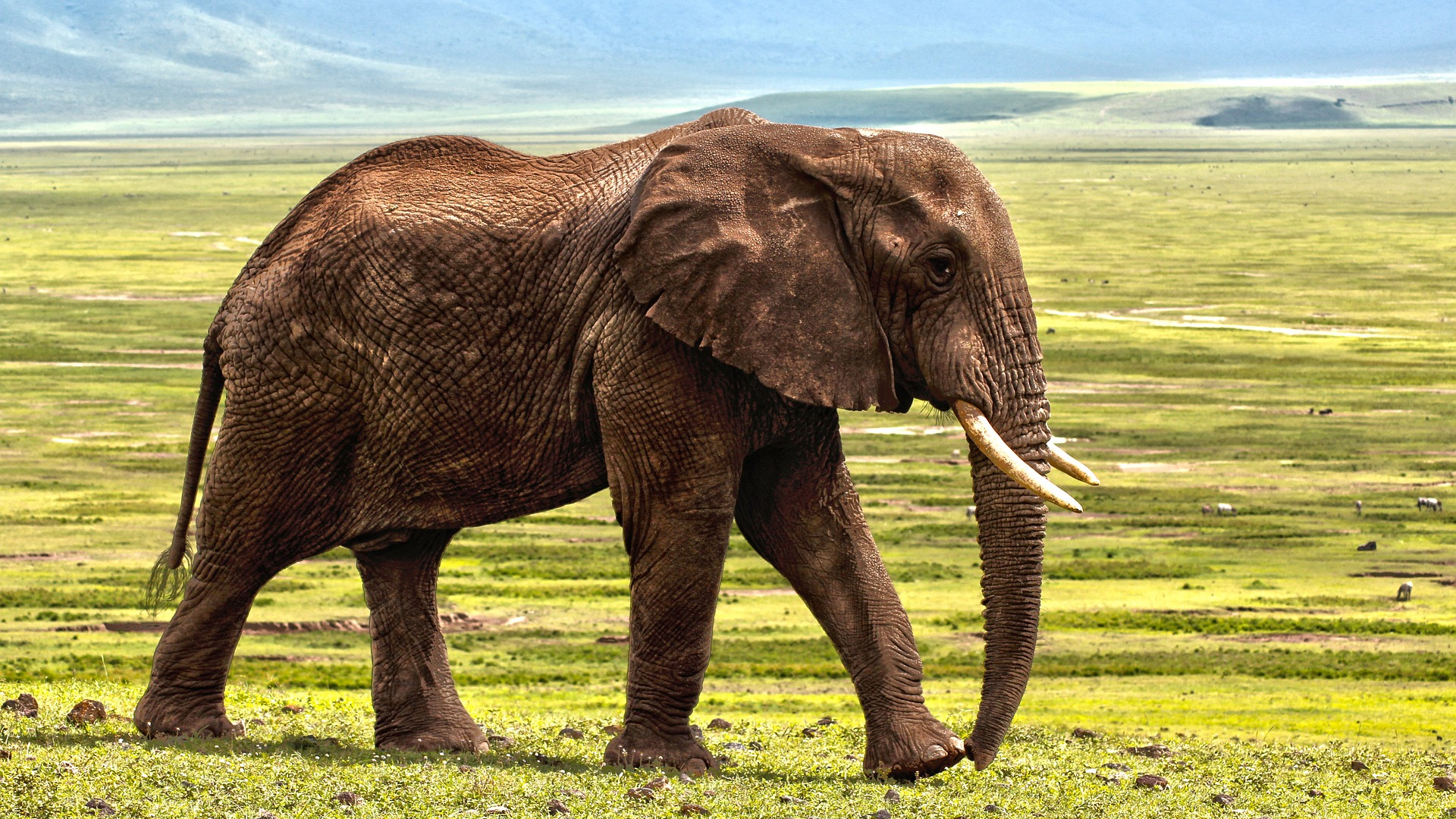 Elephant 1421167 1920 62505e5d12eb9