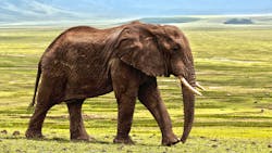 Elephant 1421167 1920 62505e5d12eb9 Elephant 1421167 1920 62505e5d12eb9