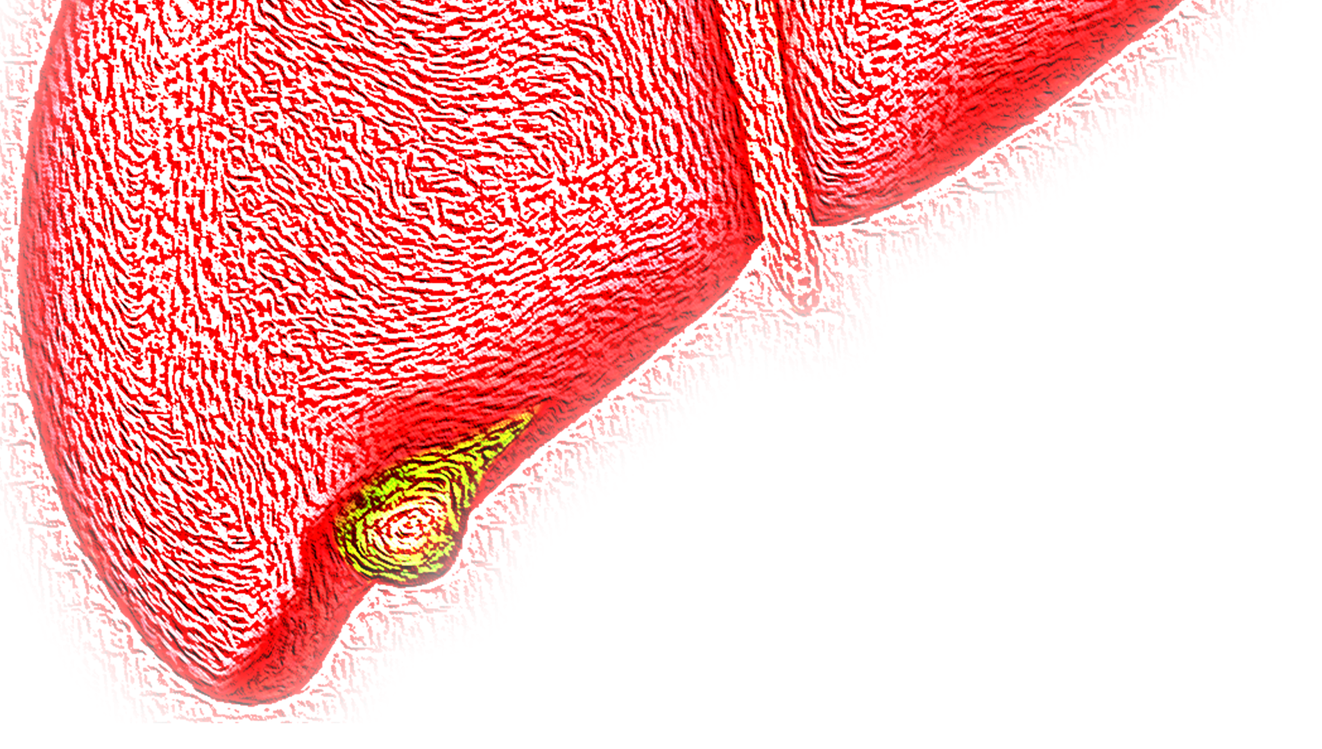 Liver 4081243 1920 625d856296772