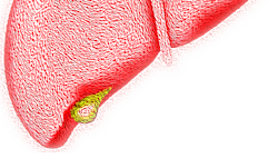 Liver 4081243 1920 625d856296772 Liver 4081243 1920 625d856296772