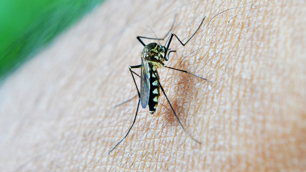 Mosquito 213805 1280 62617ca2ec2f1