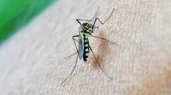 Mosquito 213805 1280