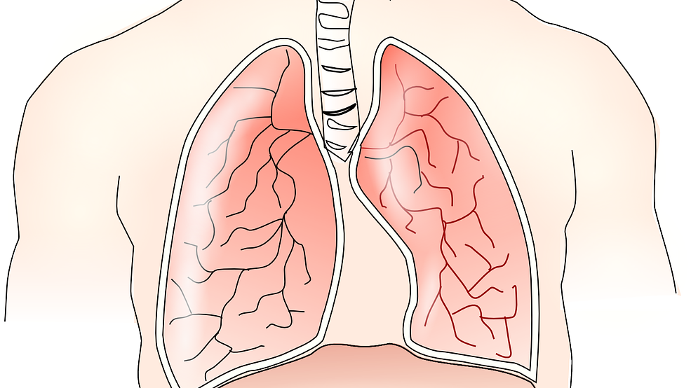 Anatomy 145696 1280 6271445523fbc