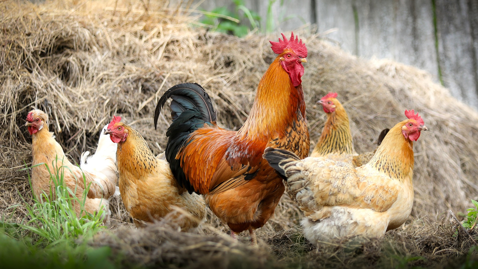 Chickens 2522623 1920 626fdc71dafa5