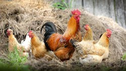 Chickens 2522623 1920 626fdc71dafa5 Chickens 2522623 1920 626fdc71dafa5