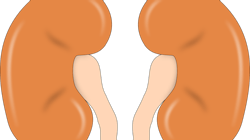 Kidney 147499 1280 6279379f5f0c7 Kidney 147499 1280 6279379f5f0c7
