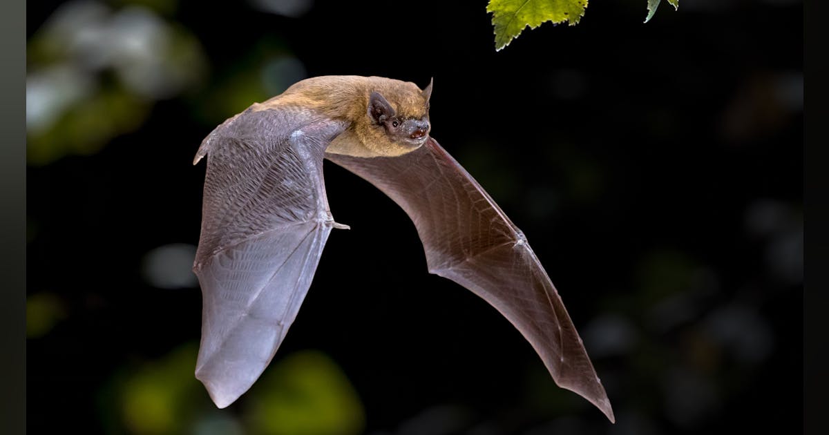Understanding bats could hold key to understanding COVID and other Understanding bats could hold key to understanding COVID and other