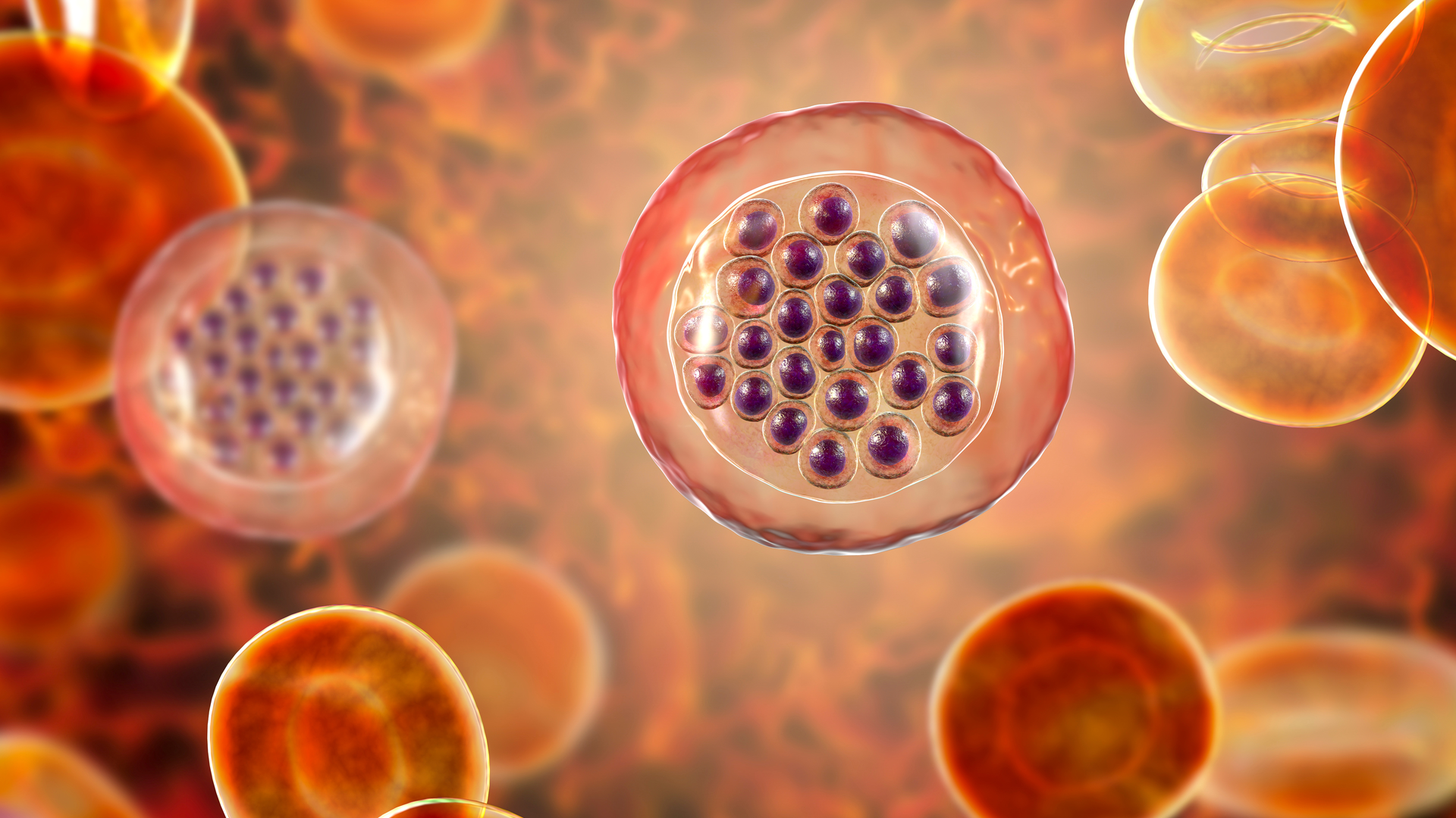 Adobe Stock 292114095 62ebeb202cb36