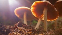 Adobe Stock 347547674 6307852855f8a Adobe Stock 347547674 6307852855f8a