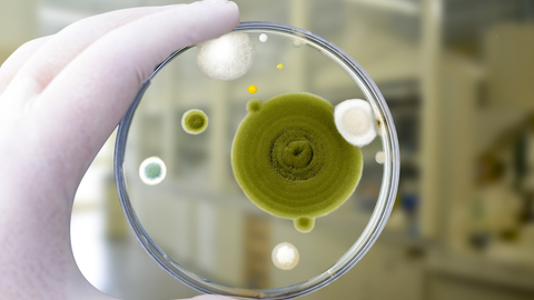 Dreamstime Xs 150909018 635a968e9407e