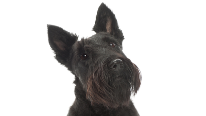 Dreamstime Xs 25520136 637fb7ad8a632