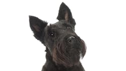 Dreamstime Xs 25520136 637fb7ad8a632 Dreamstime Xs 25520136 637fb7ad8a632