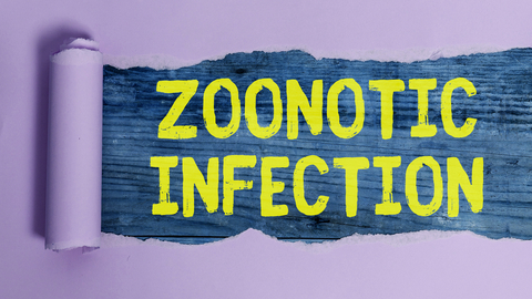 Dreamstime Xs 196749319 639cb3dca7871