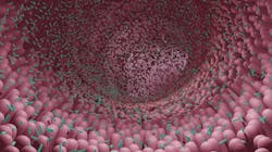 Jan9 Gut Bacteria 63bc38037035c Jan9 Gut Bacteria 63bc38037035c