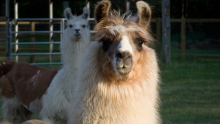 Dreamstime Xs 1416308 64139f32a3ee6