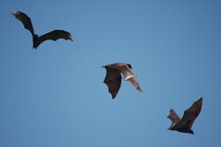 Dreamstime Xxl 314526 64d64d697fb5d Dreamstime Xxl 314526 64d64d697fb5d