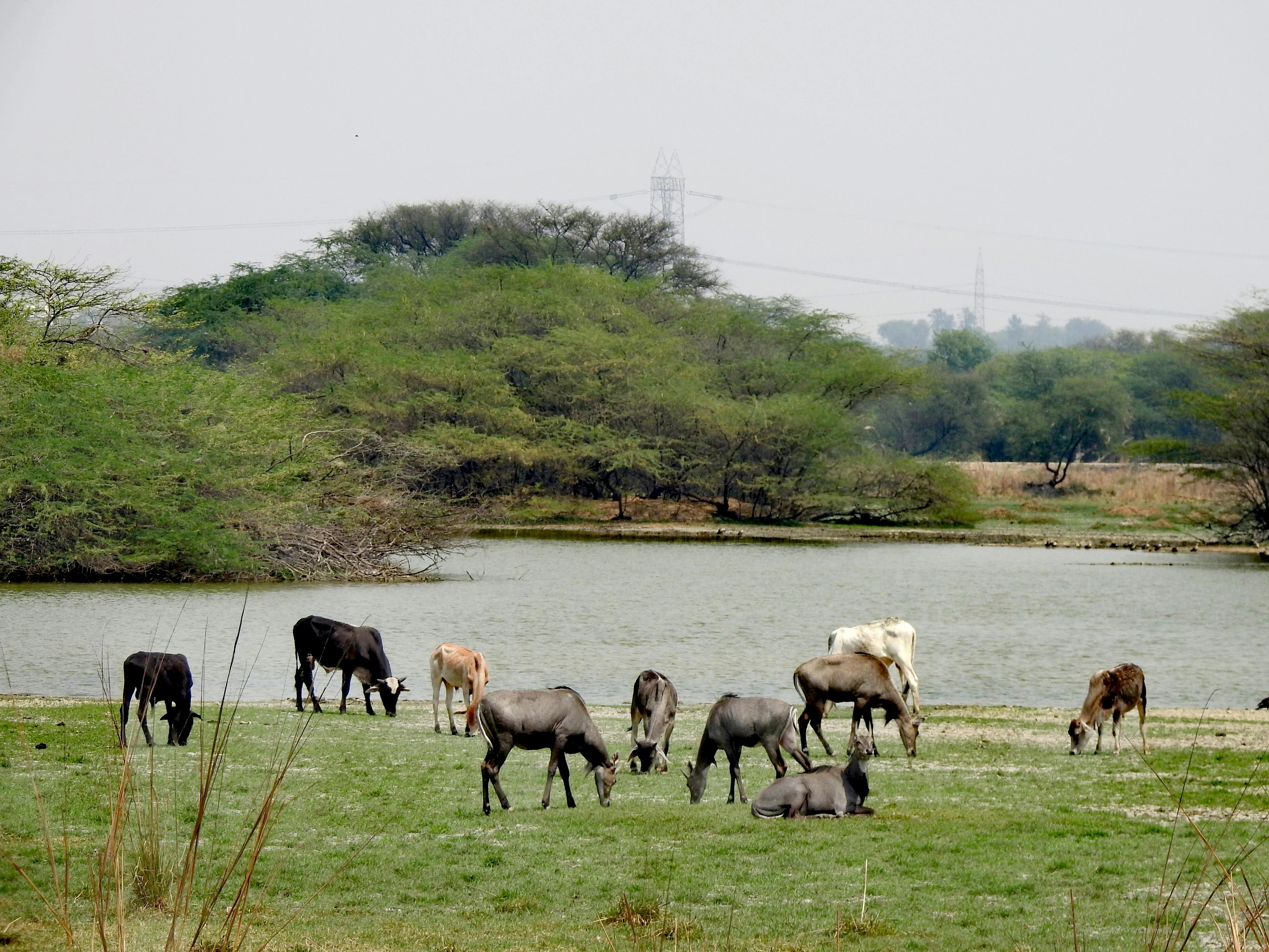 668d4e91c4d1d538babc3c80 Bovine