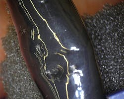 Gastrointestinal endoscope with bite marks Gastrointestinal endoscope with bite marks