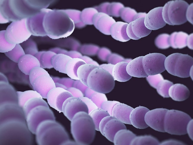 67f6908f1edada91451f6c92 Streptococcus