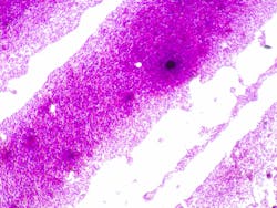 6807ddb03622c18c825bbd5f Dreamstime Xl 351319213 6807ddb03622c18c825bbd5f Dreamstime Xl 351319213