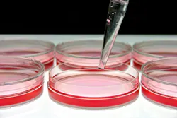 68b9b14966f845456ec332a9 Culture Lab 68b9b14966f845456ec332a9 Culture Lab