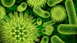 bacteria