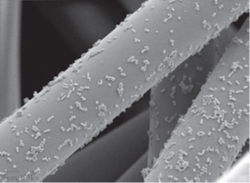 Bacteria on lint - image from “The Clinical Issue – Issue 8” article by Wava Truscott.4 Bacteria on lint - image from “The Clinical Issue – Issue 8” article by Wava Truscott.4