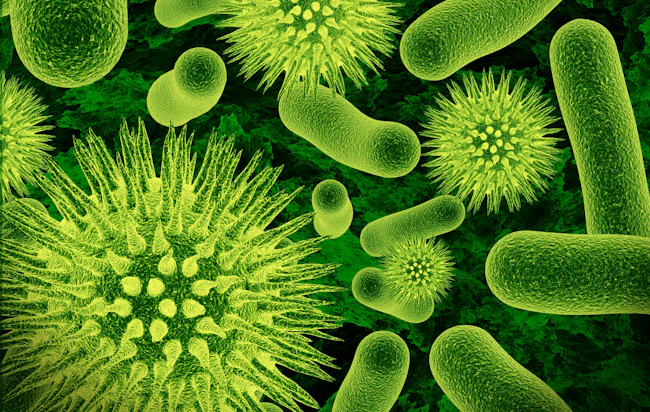 6a19be2c4f345901b63acaa1 Bacteria