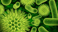 bacteria