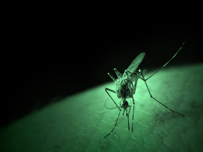 6a4bd94c25d17beaa1ce8ef9 West Nile Virus