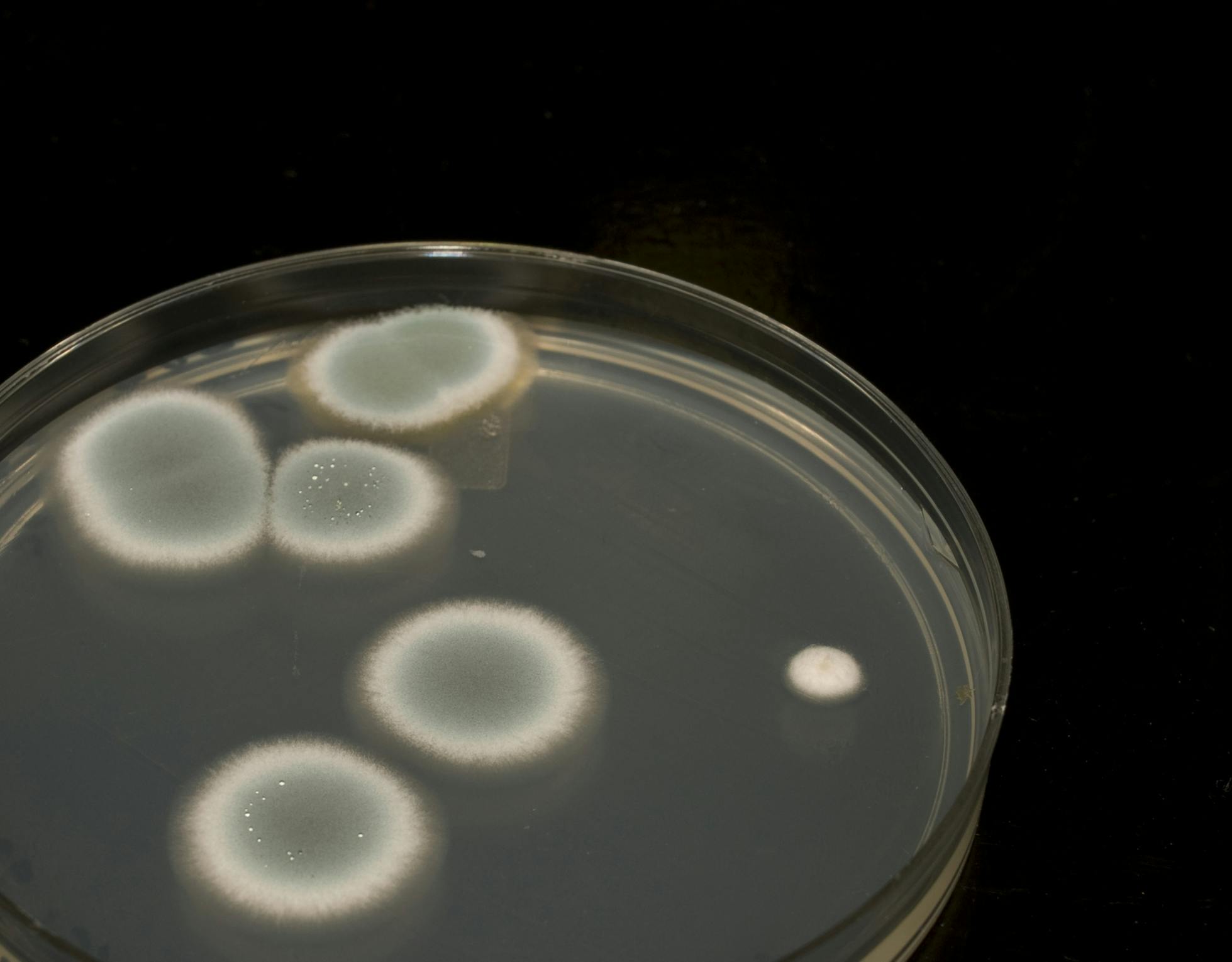6a7c9f99c0c87a3827ac0359 Mold Disease