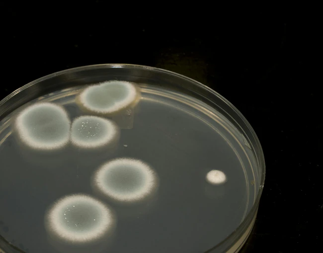 6a7c9f99c0c87a3827ac0359 Mold Disease