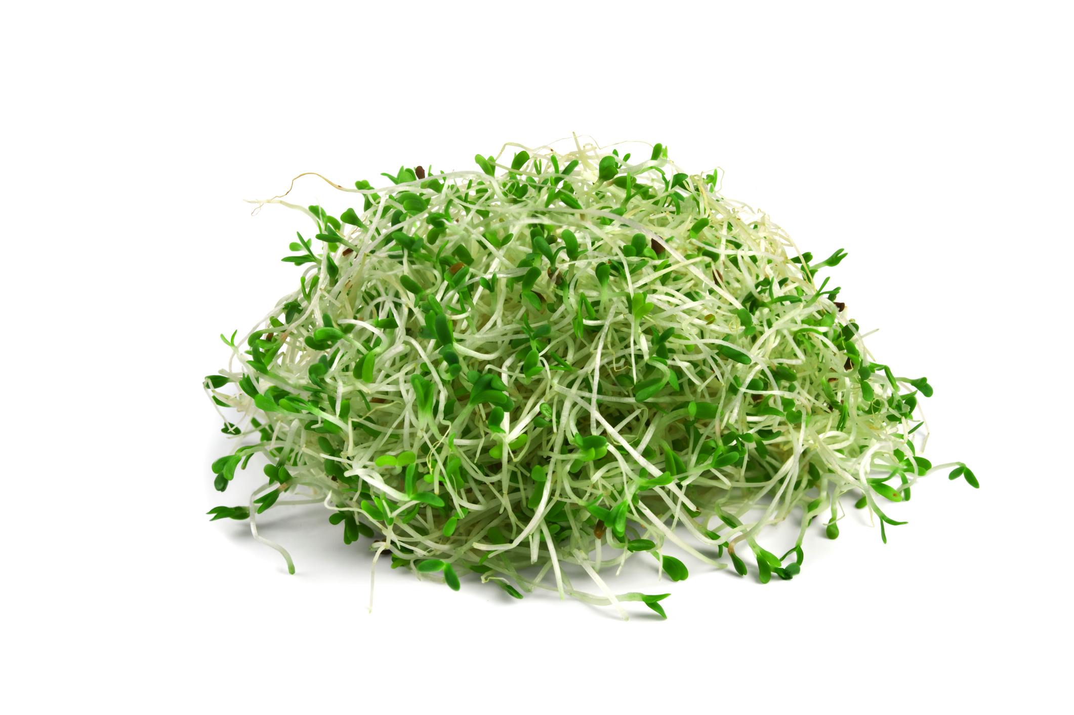 6a8c99978c7a1ccd0d22f548 Alfalfa Sprouts