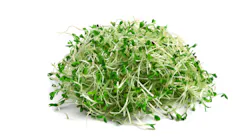 alfalfa_sprouts