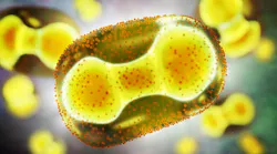 zoonotic